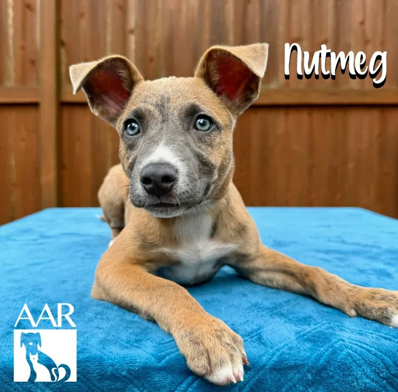 A baby medium-sized female Pit Bull Terrier dog named Nutmeg for adoption in Magnolia, TX