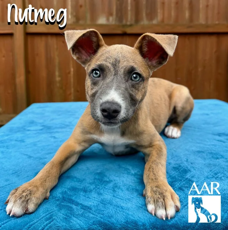 Nutmeg thumbnail 4
