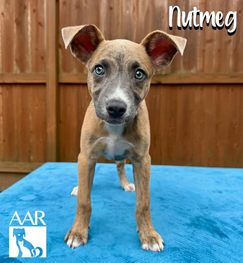 Nutmeg thumbnail 6