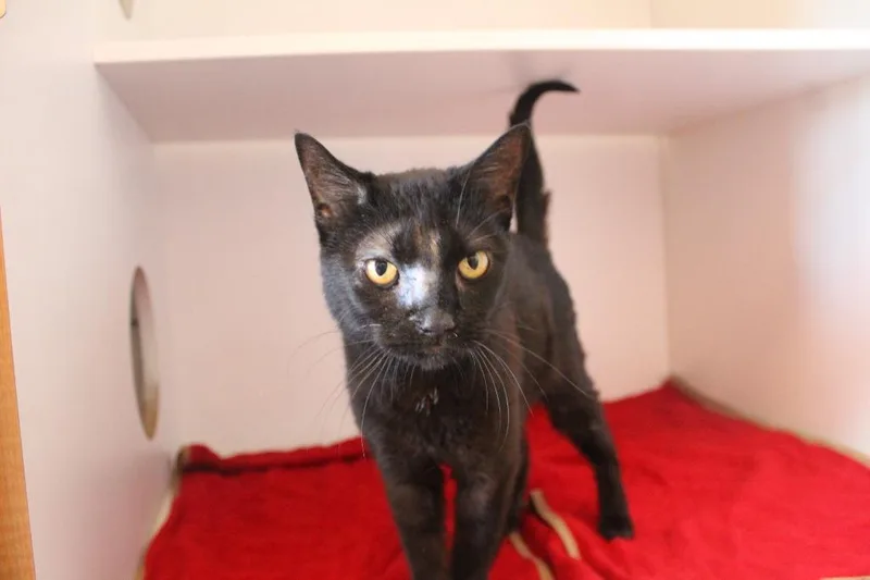 An adult medium-sized female Black Domestic Short Hair cat named Snuffles Noir for adoption in Chestertown, MD