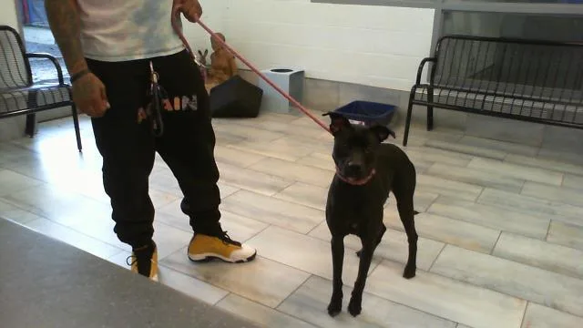 An adult large-sized female Mixed Breed dog named Scuttle for adoption in Charlotte, NC