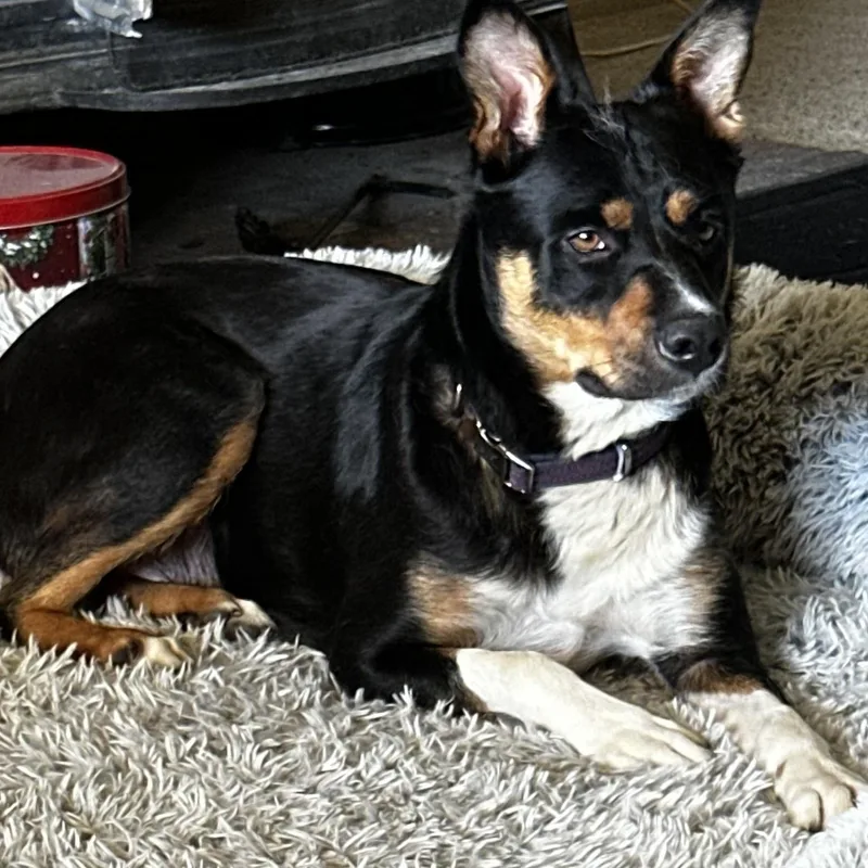 A young medium-sized female Black Australian Cattle Dog / Blue Heeler dog named Trinity for adoption in Carlsbad, CA