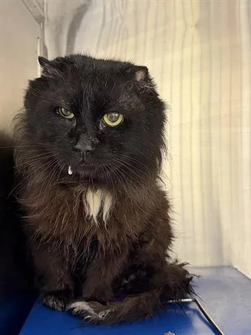 A senior small-sized male Domestic Long Hair cat named Rocky for adoption in Orlando, FL