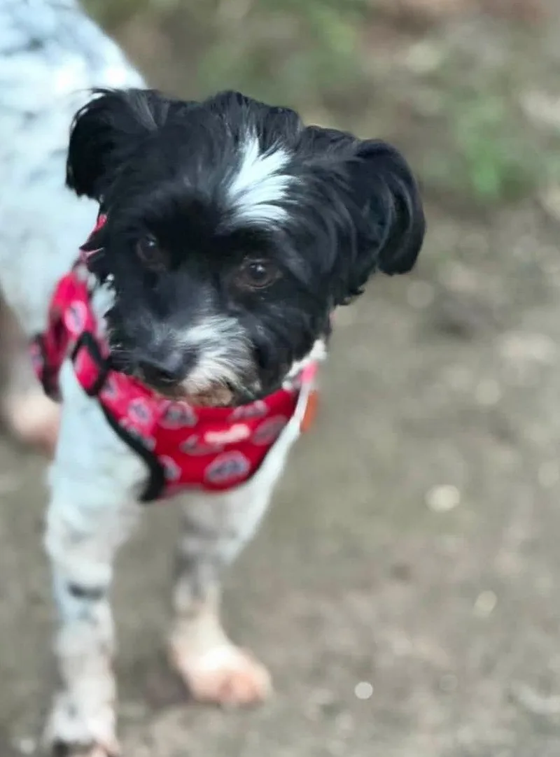 A young medium-sized male Shih Tzu dog named Arlo for adoption in Ashville, OH