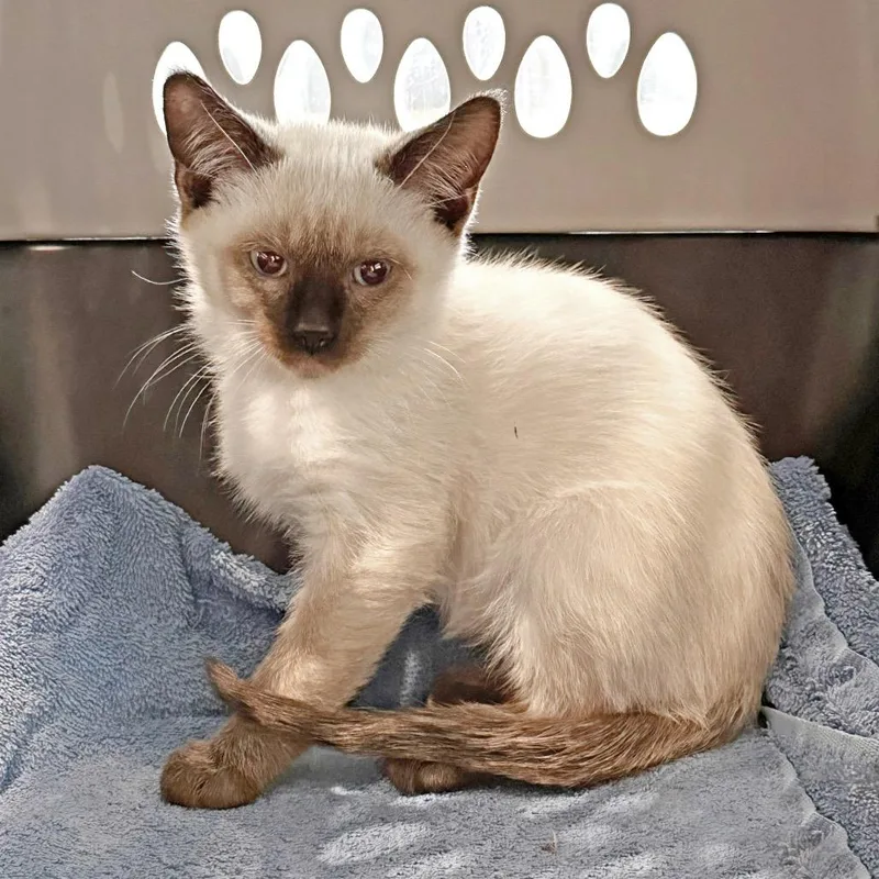 A baby small-sized male Cream / Ivory Domestic Short Hair cat named Gene for adoption in Hailey, ID