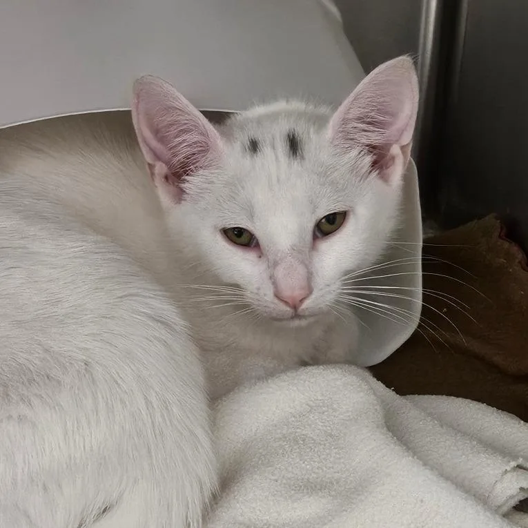 A baby small-sized male White Domestic Short Hair cat named Speck for adoption in Oneonta, NY