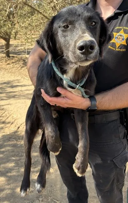 A young medium-sized male Border Collie dog named Thumper for adoption in Fresno, CA
