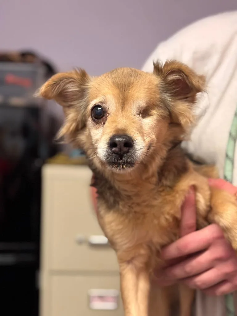 A senior small-sized female Chihuahua dog named Cleo for adoption in New Braunfels, TX