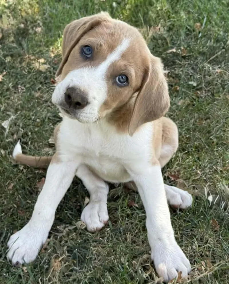 A young medium-sized female Hound dog named Abby for adoption in Sunnyvale, CA
