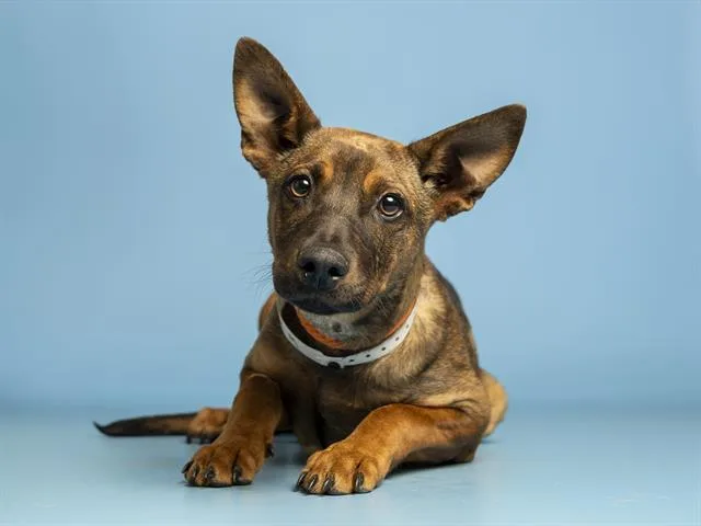 A young small-sized male German Shepherd Dog dog named Alejandro for adoption in Phoenix, AZ