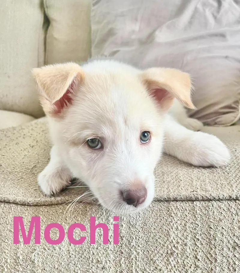 Mochi