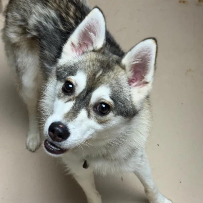 An adult medium-sized female White / Cream Siberian Husky dog named MONTStray for adoption in Perkiomenville, PA