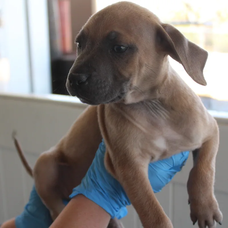 Simba thumbnail 2