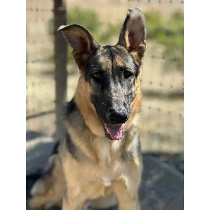 An adult large-sized male Black German Shepherd Dog dog named Max for adoption in Morgan Hill, CA