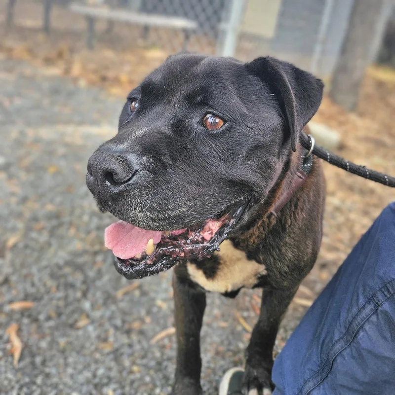 A senior large-sized male Pit Bull Terrier dog named Princeton for adoption in Oakland, CA