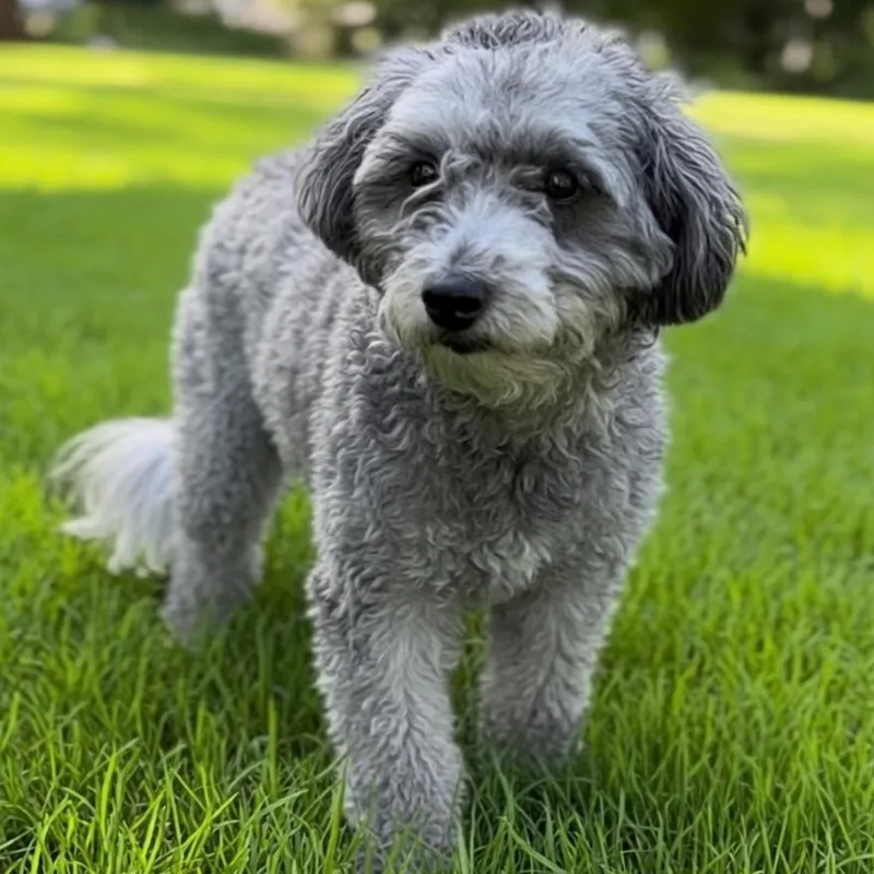 An adult small-sized male Gray / Blue / Silver Poodle (Toy) dog named Louie V. for adoption in Las Vegas, NV