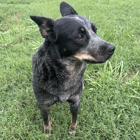 A young medium-sized female Black Australian Cattle Dog / Blue Heeler dog named Bluey Girl for adoption in Moyock, NC