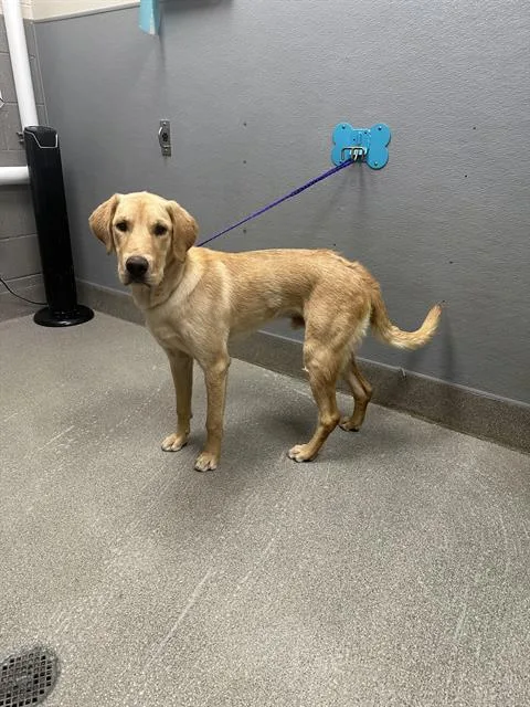 A young large-sized male Labrador Retriever dog named Golden Boy for adoption in Las Vegas, NV
