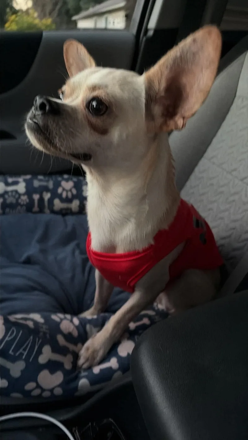 Mugsy thumbnail 3