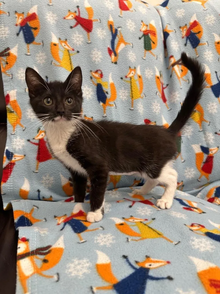 A baby small-sized female Domestic Short Hair cat named Moose for adoption in Newberg, OR