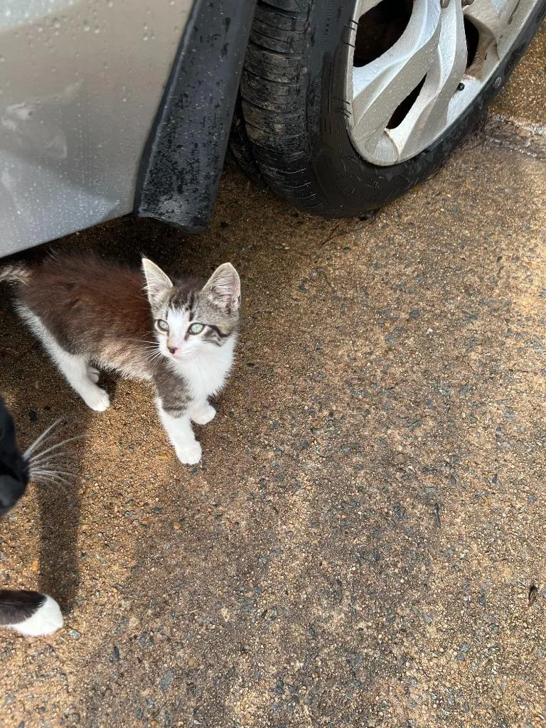 A baby medium-sized male Domestic Short Hair cat named Axl for adoption in Little Rock, AR