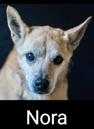 An adult small-sized female Apricot / Beige Chihuahua dog named Nora for adoption in Lafayette, CA