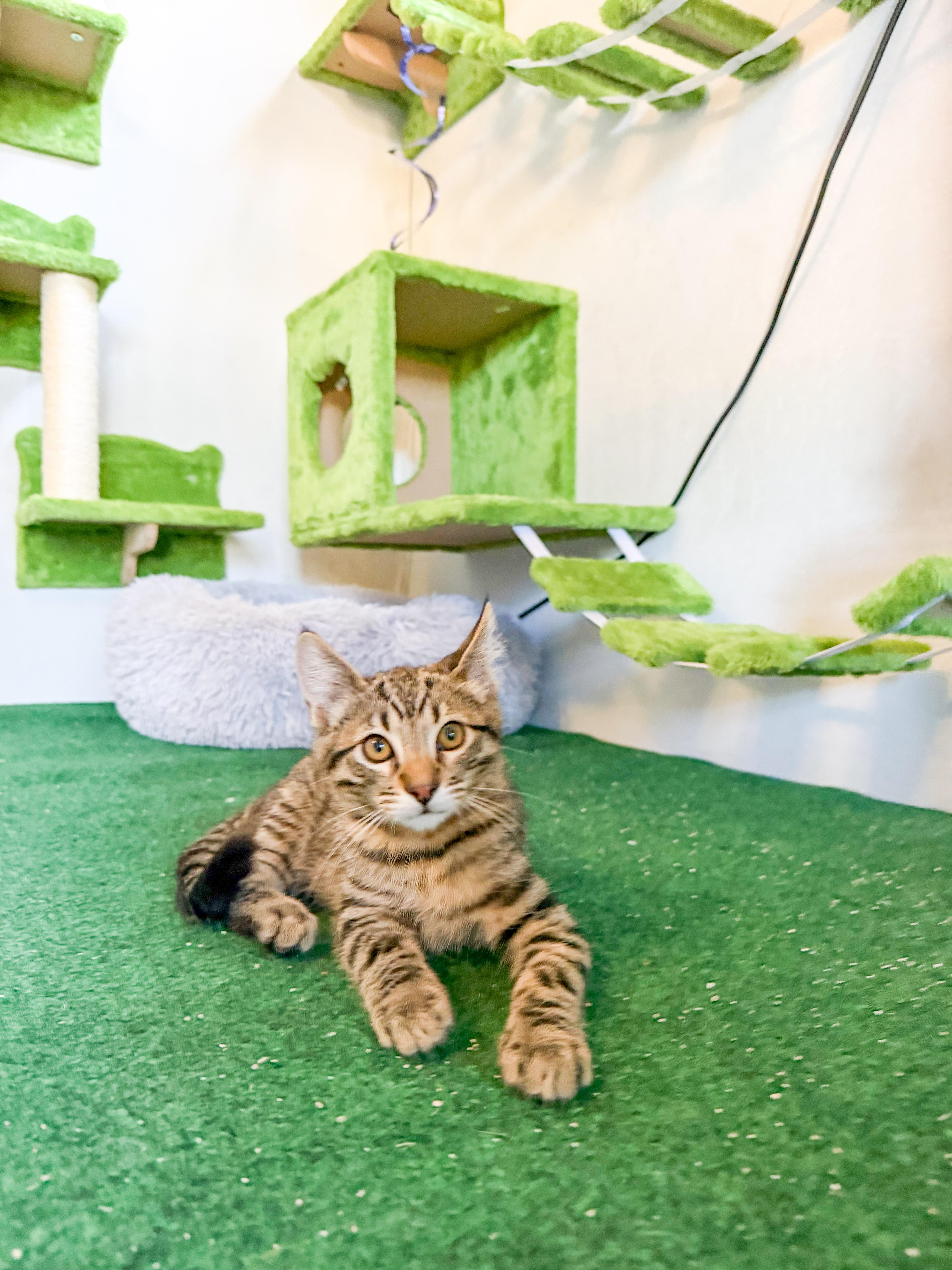 A baby small-sized male Tabby (Buff / Tan / Fawn) Domestic Short Hair cat named Lovey for adoption in San Jose, CA