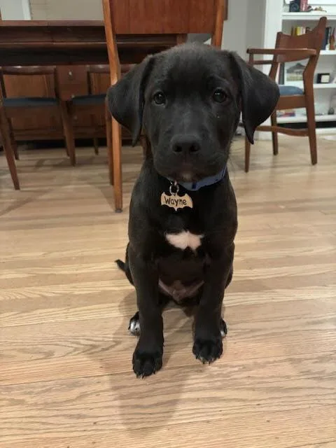A baby large-sized male Black Golden Retriever dog named Wayne for adoption in Willingboro, NJ