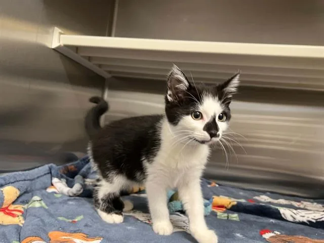 Minnie