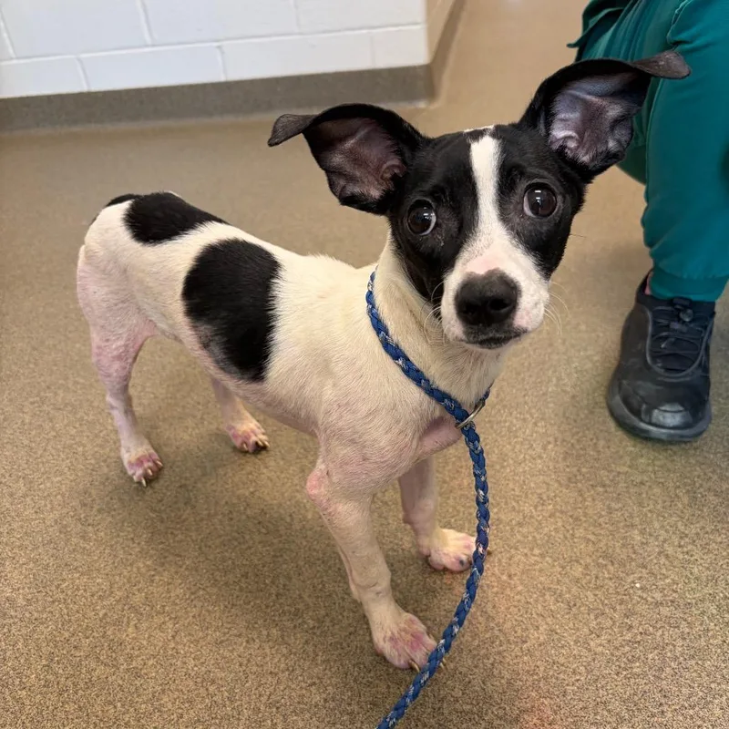An adult small-sized male Black Chihuahua dog named Potato for adoption in Council Bluffs, IA
