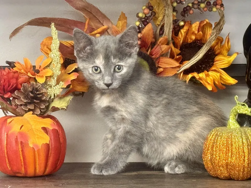 A baby small-sized female Dilute Calico Domestic Short Hair cat named Genesse for adoption in Seven Valleys, PA