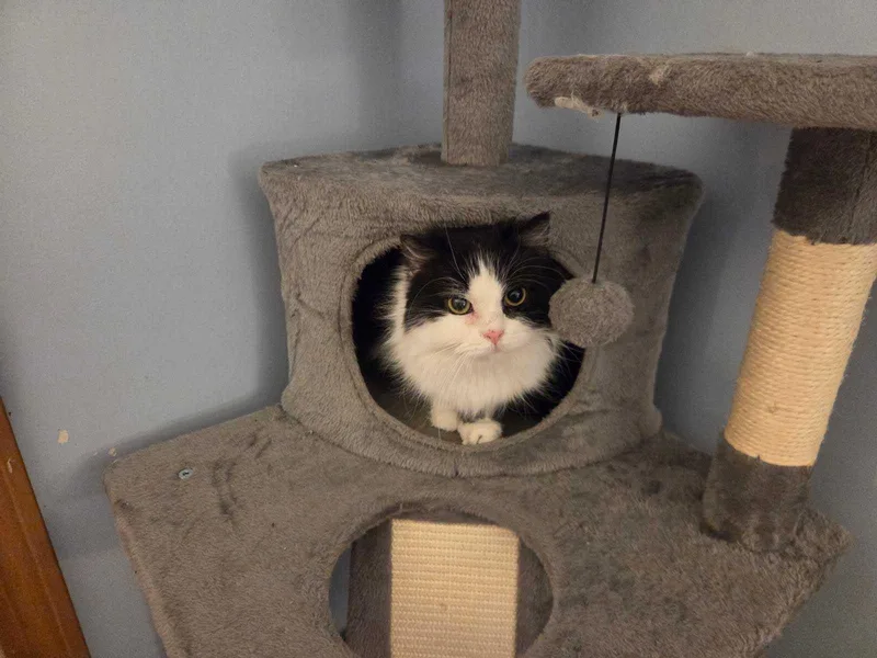 An adult medium-sized female Persian cat named Maria Theresa for adoption in Bowdoin, ME