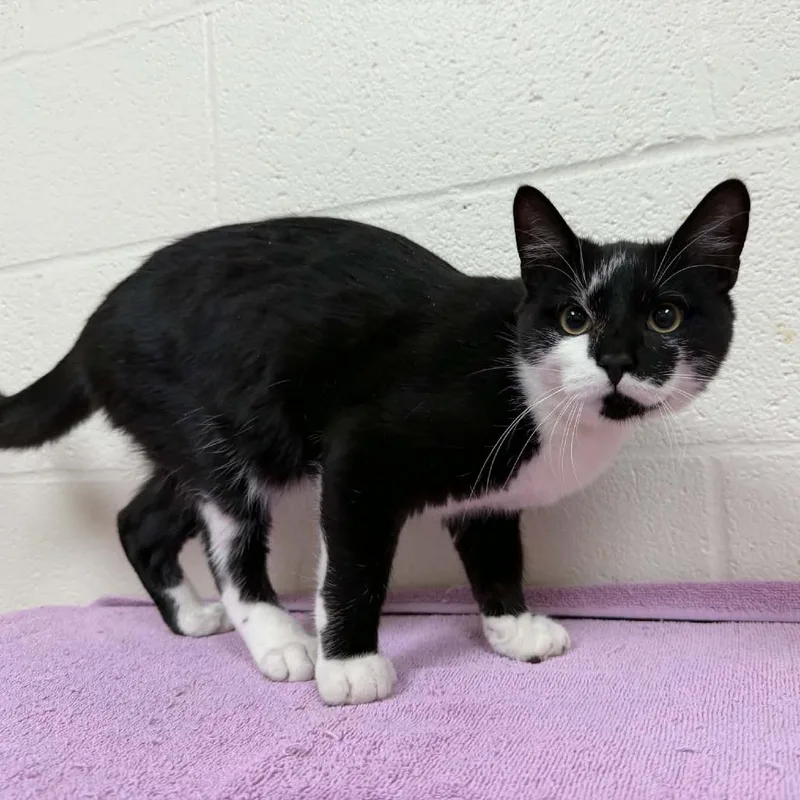 A young medium-sized male Black Domestic Short Hair cat named SVASStray for adoption in Verona, VA
