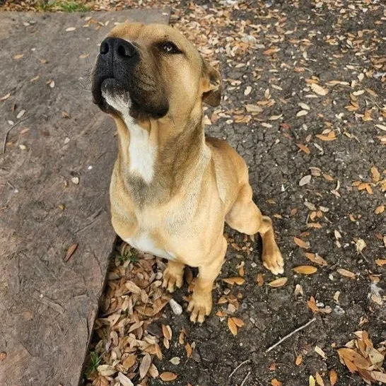 An adult medium-sized male Apricot / Beige American Staffordshire Terrier dog named Paz for adoption in Blacksburg, VA