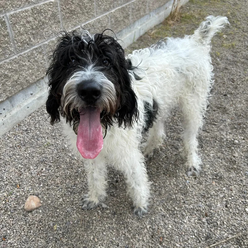 A young medium-sized male Poodle dog named Paolo for adoption in Lindon, UT