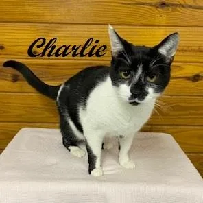 A young medium-sized male Black & White / Tuxedo Tuxedo cat named Charlie  Big  for adoption in Southern Pines, NC