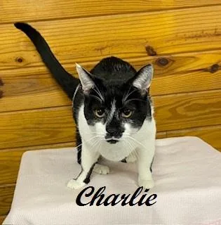 Charlie  Big  thumbnail 2