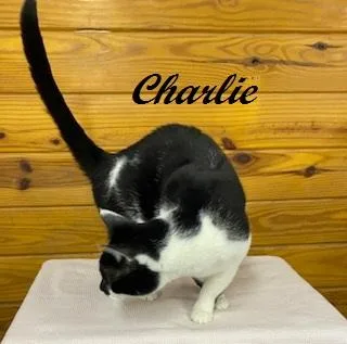 Charlie  Big  thumbnail 3