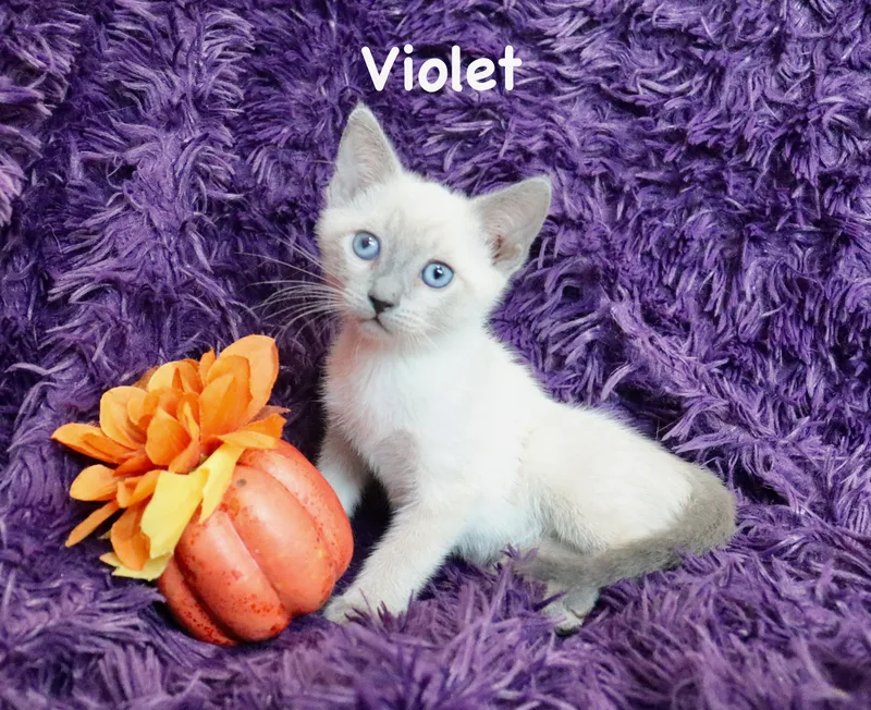 A baby medium-sized female Blue Point Siamese cat named Violet for adoption in Saint Augustine, FL