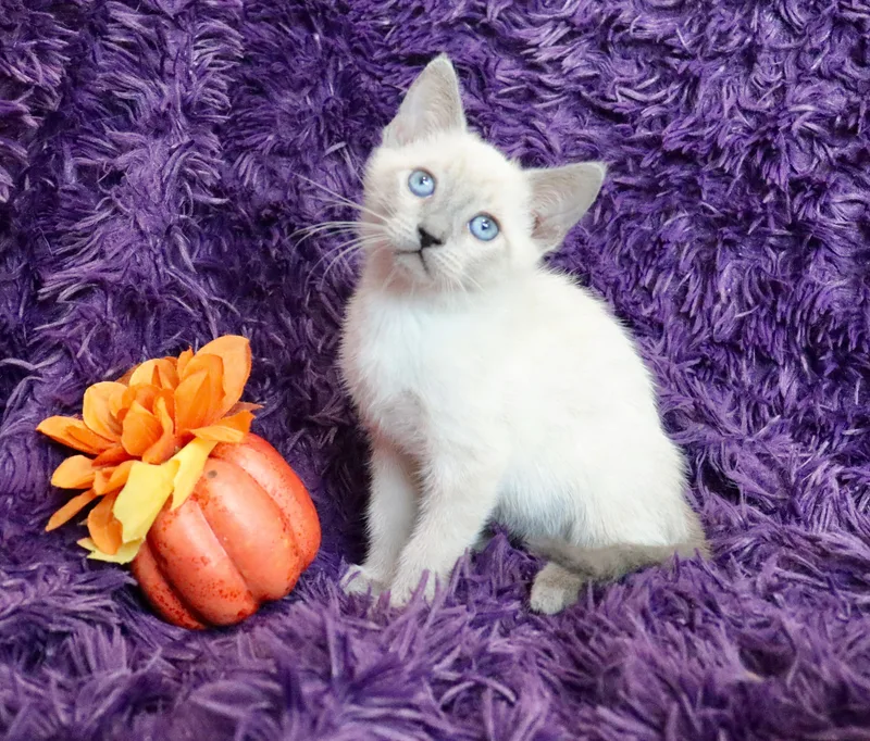 Violet thumbnail 3