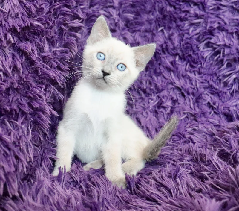 Violet thumbnail 5