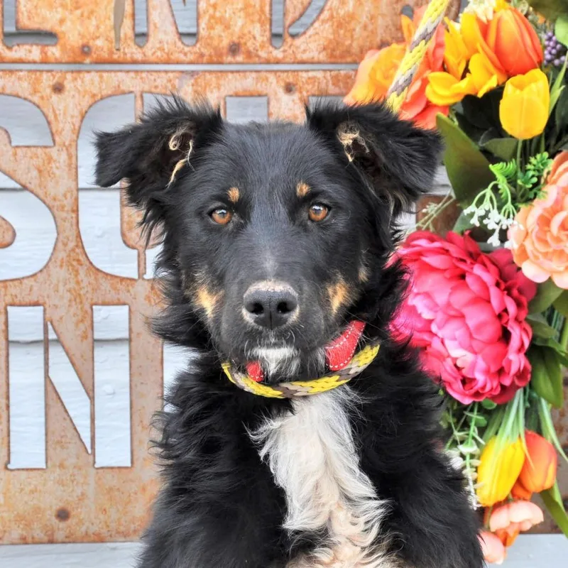 A young medium-sized female Black Australian Shepherd dog named Daezy for adoption in Prescott, AZ