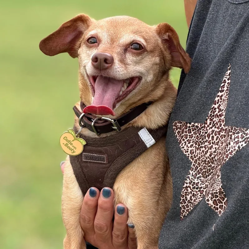 An adult small-sized male Chihuahua dog named Chi Nico for adoption in Newport Beach, CA
