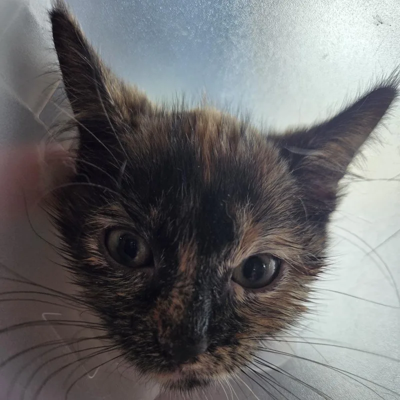 A baby small-sized female Black Domestic Medium Hair cat named Elsa for adoption in Leander, TX