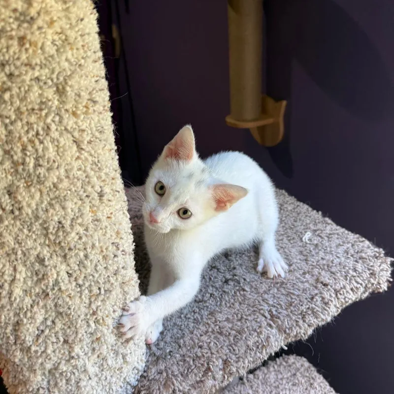 A baby small-sized female White Domestic Short Hair cat named Keke for adoption in Redmond, WA