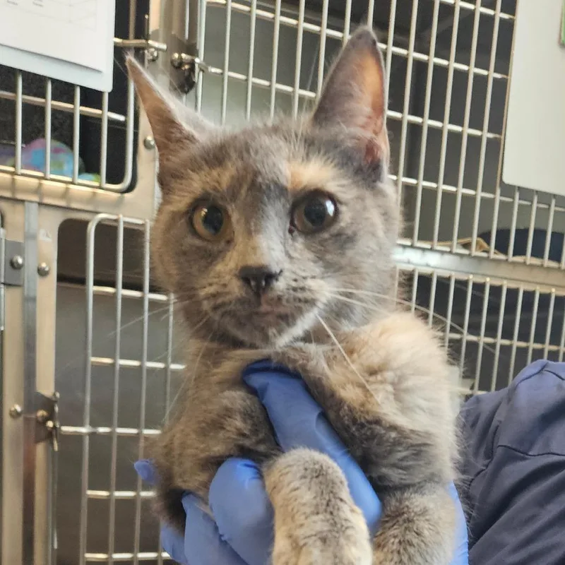 An adult medium-sized female Gray / Blue / Silver Domestic Short Hair cat named Felicity for adoption in Birdsboro, PA