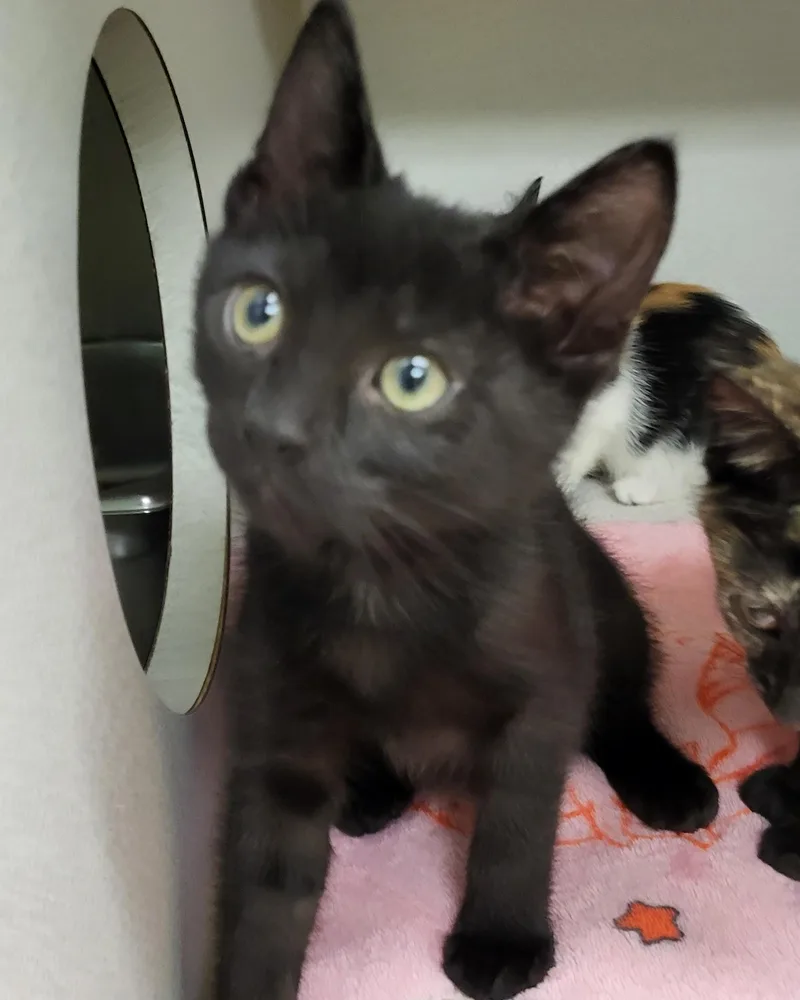 A baby medium-sized male Black Domestic Short Hair cat named Eddard Stark for adoption in Grayslake, IL