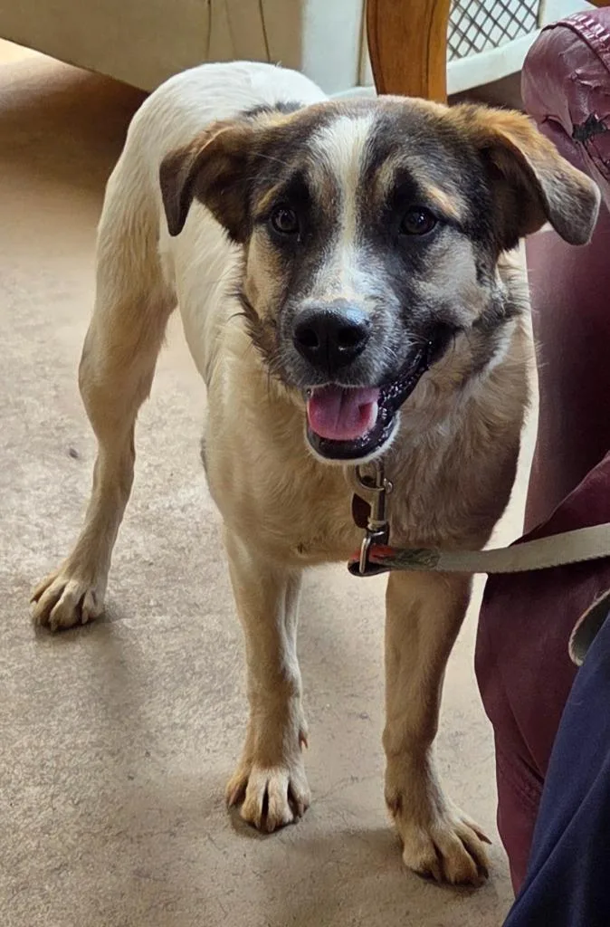 A young large-sized male Great Pyrenees dog named Ernie for adoption in Rutherfordton, NC