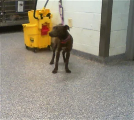 A baby small-sized female Pit Bull Terrier dog named Maria for adoption in Charlotte, NC