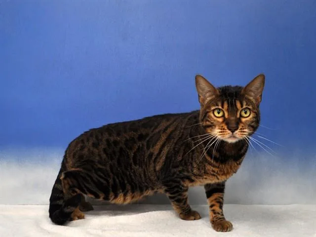 An adult medium-sized female Bengal cat named Hazel for adoption in Naples, FL